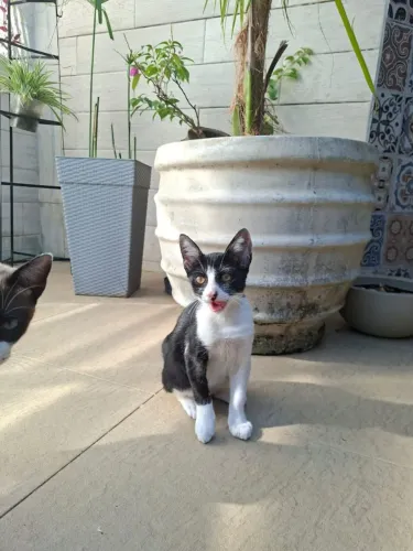 Gatinha linda filhote