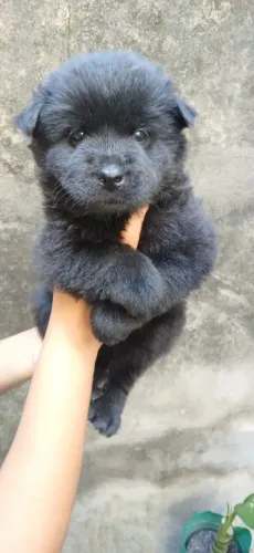 Vendo filhotes de Chow Chow