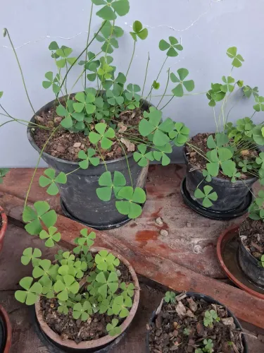 Vendo mudas de trevo de 4 folhas