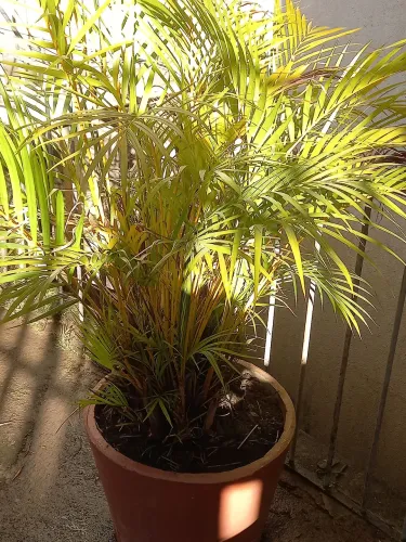 Vaso com palmeira areca,40x40