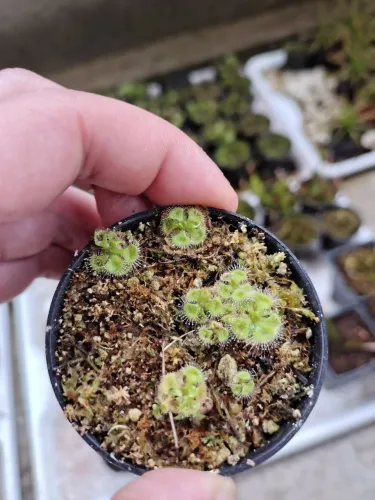 Planta carnivora(Drosera burmanni típica)
