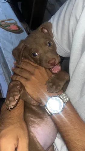 doação de cachorrinhos! 