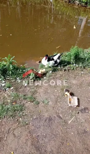 Chácara em Estrada Antônio Gerassi - Jardim Santa Lúcia - Embu-Guaçu/SP
