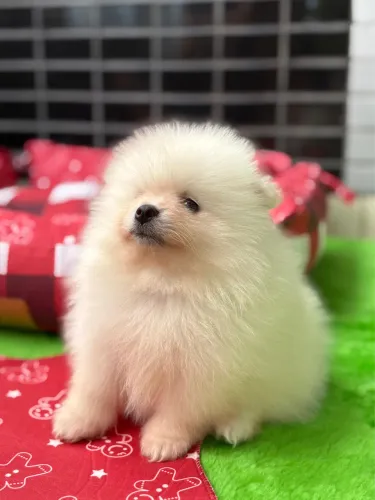 Spitz Alemão Anão - Macho