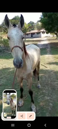 Cavalo turdilho de baio marcha picada,6.anos,dócil.