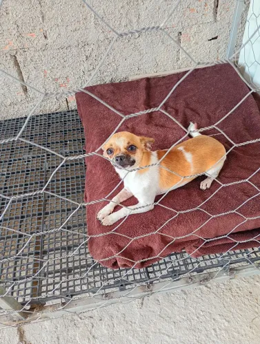 Cachorra