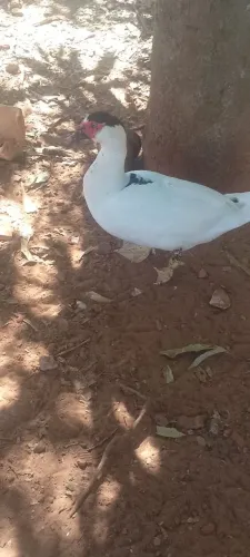 Porca 