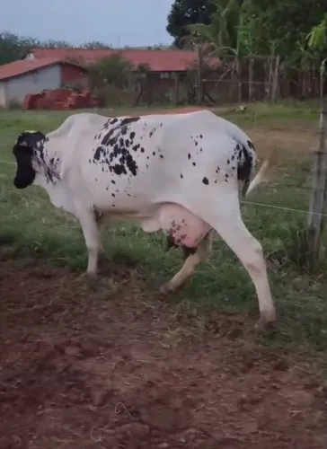 Vaca de leite parida bezerra pintada