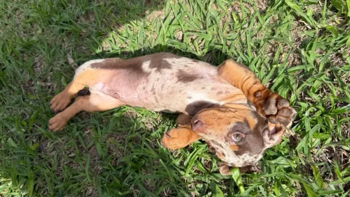Lindo machinho dachshund arlequim