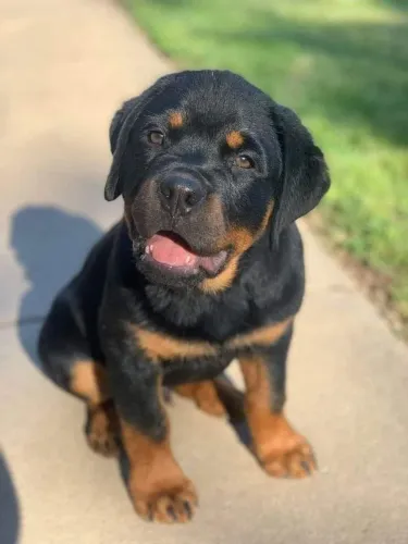 Rottweiler # cabeça de touro parcelo até 18x