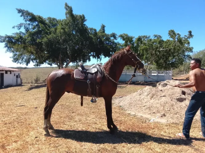 Cavalo mangalarga