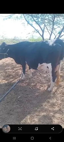 Vaca leiteira perto de parir