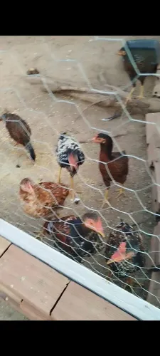 Galinha caipira pra vender