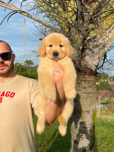 Filhotes de Golden Retriever com Pedigree