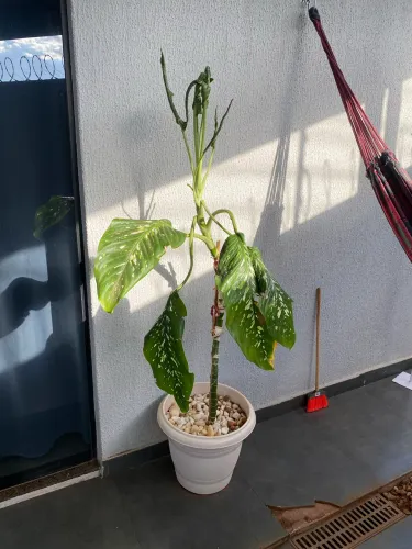 Planta Comigo Ninguém Pode