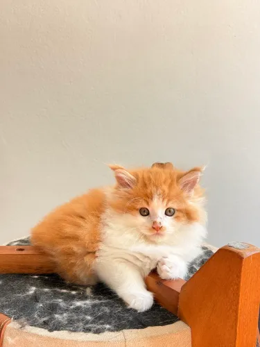 Filhotes Gato Maine Coon 