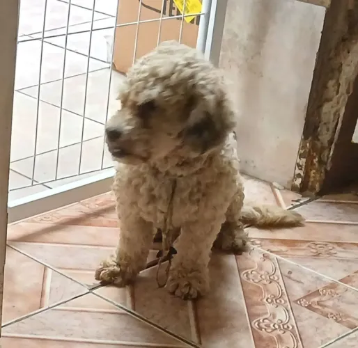 Poodle para adoção 