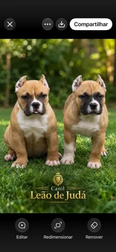 American bully