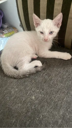 Gatos