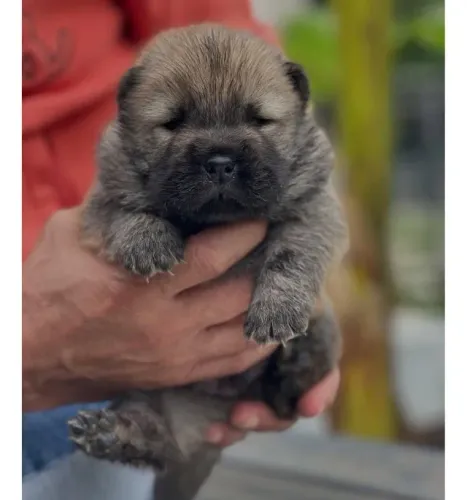 Filhotes de Chow Chow | Seu próximo amigo pode estar aqui!