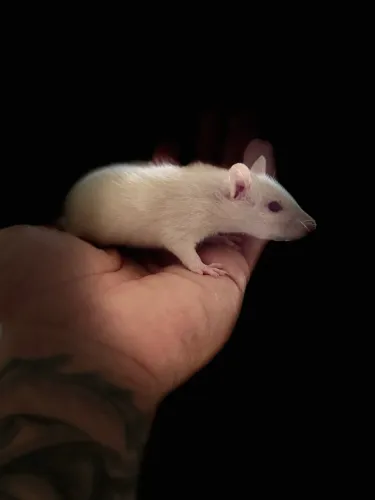 Ratos Twister