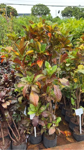Muda de Croton Brasileirinho 