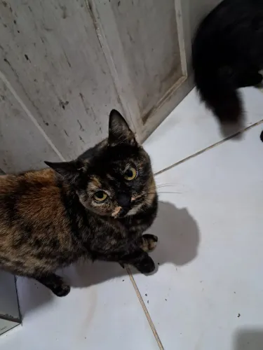 Gatos