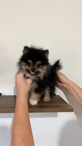 Spitz Alemão