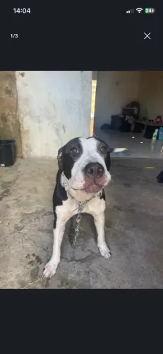 Vendo pit bull puro no preço 