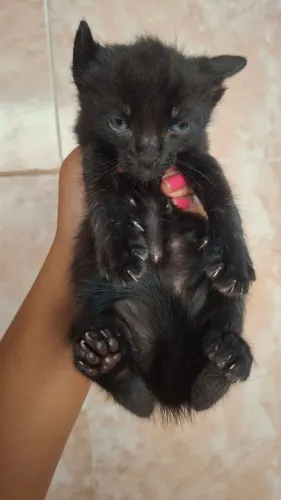 Gatos