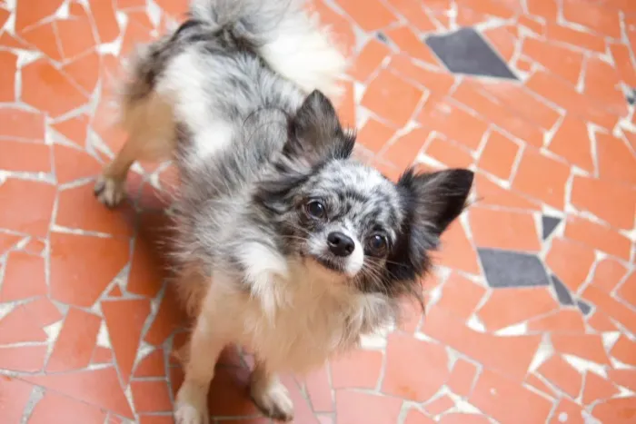 Chihuahua BlueMerle Pelo longo Macho