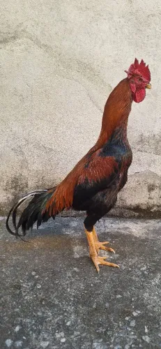 Galo