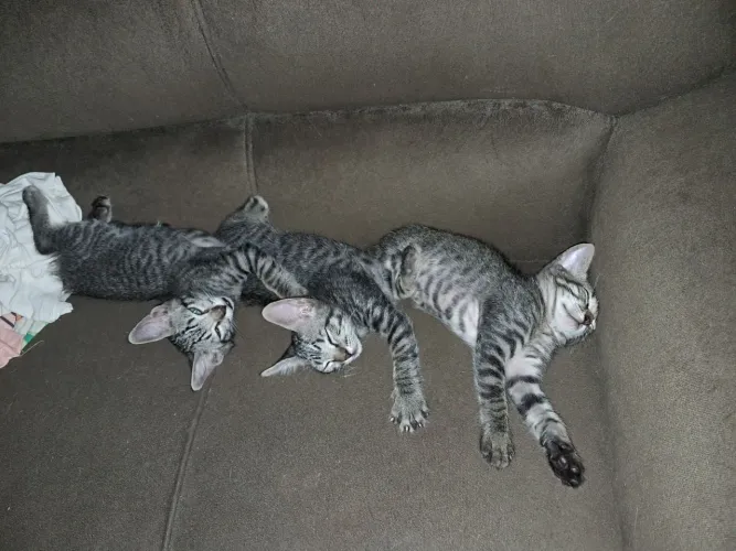 Filhotes de gato para doação