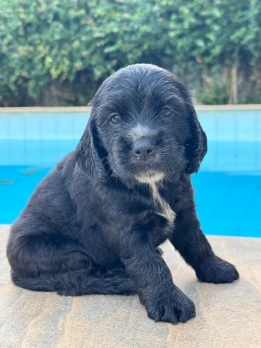 Filhotes de Cocker Spaniel Inglês (PRETOS) com Pedigree CBKC