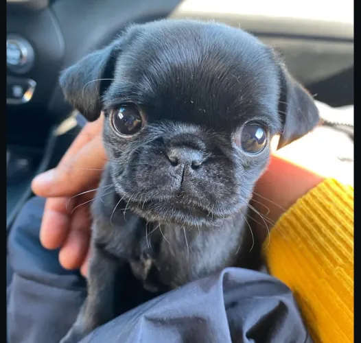 Filhote Pug, O companheiro perfeito para seus momentos especiais!