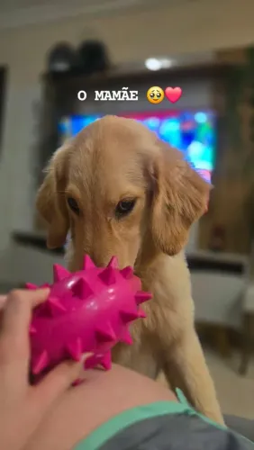 golden 7 meses 