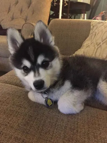 Filhote husky siberiano, Patinhas Pequenas, Amor Sem Medidas!