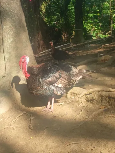 Venda de casal de Peru com 11 mezes
