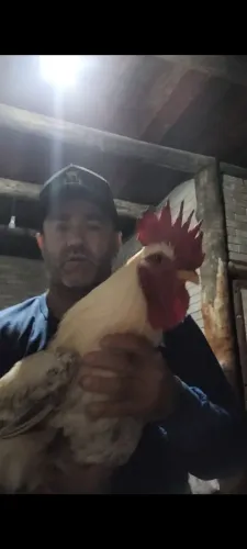 Galinha balão de baixa grande