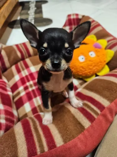 Chihuahua que desperta paixão imediatamente