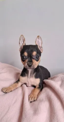 Lindos filhotes de pinscher
