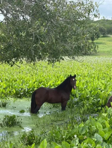 Cavalo Crioulo