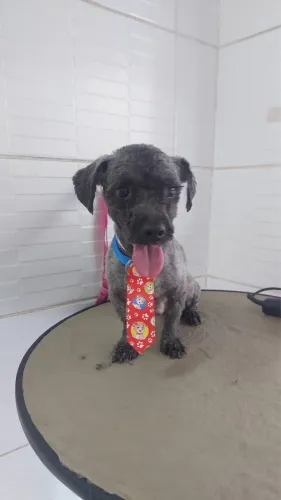 Pet cachorro porte pequeno