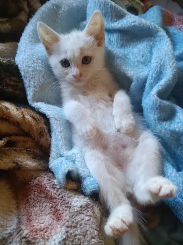 Gatinho Brincalhão para Adoção