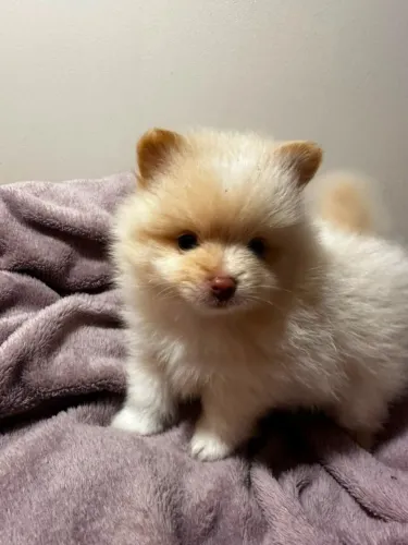 Cachorro