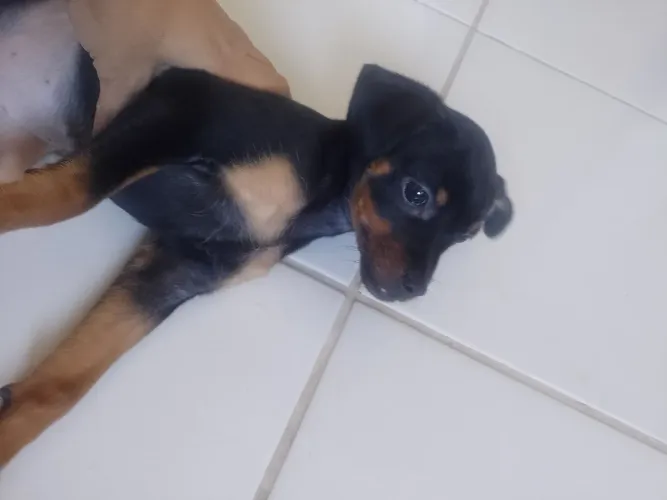 Cachorro Pincher 