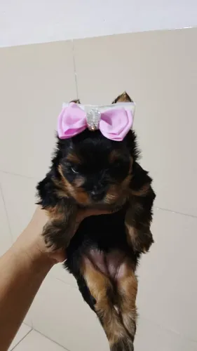 Amor de quatro patas