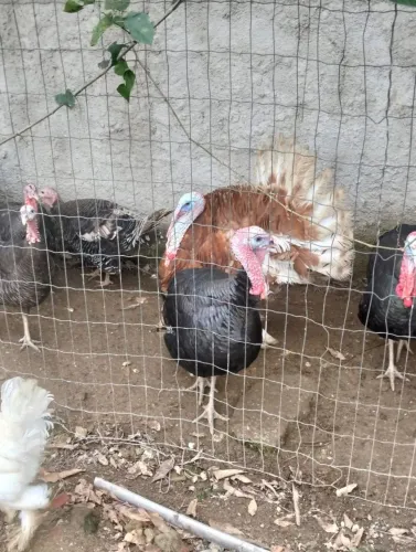 Vendo Casal de Perus Adultos