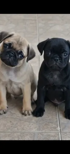 Filhote pug