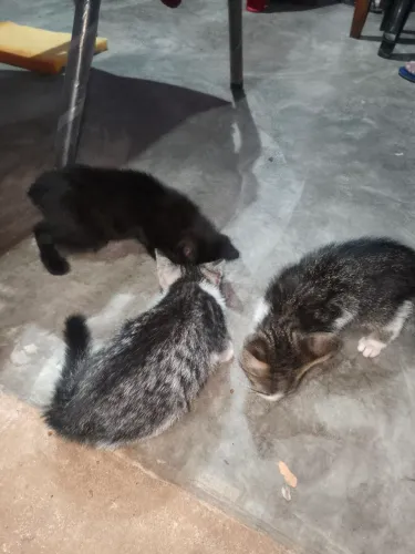 Doe se gatinhos